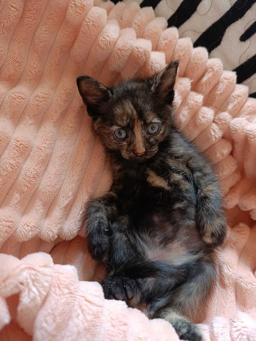 Кошеня, чемне, триколірне. 2,5 місяця.