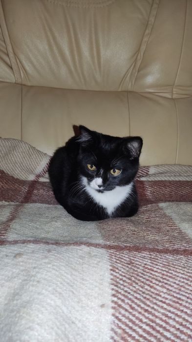 Котик, 9 місяців у добрі руки