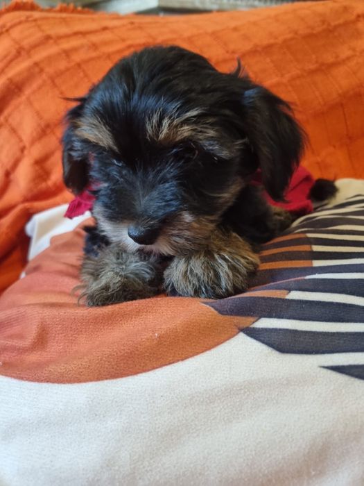Yorkshire terrier femea xcelente