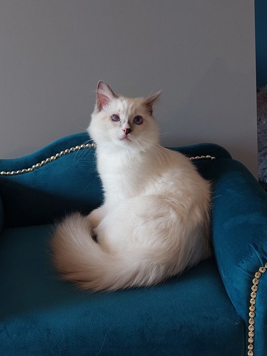 Filemon Ragdoll FPL/FIFE