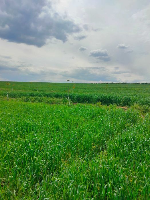 Продам пай земельну ділянку