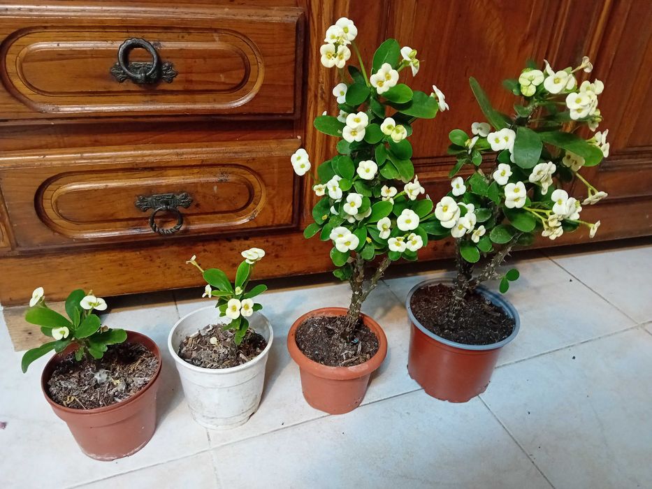 Plantas Coroa de Cristo