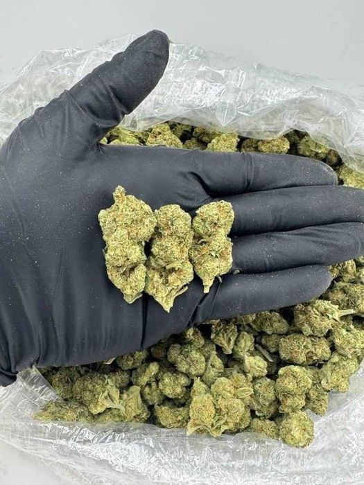 1kg dried CBC Cannagodzilla Cookies/THC<0.3%