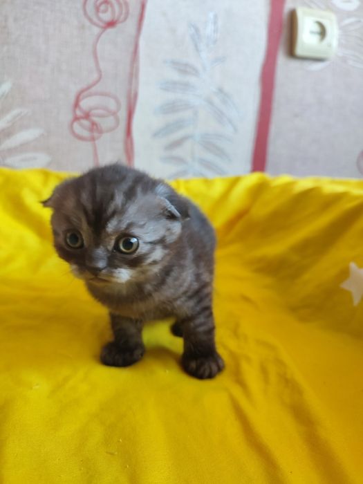 Шотландские красавчики