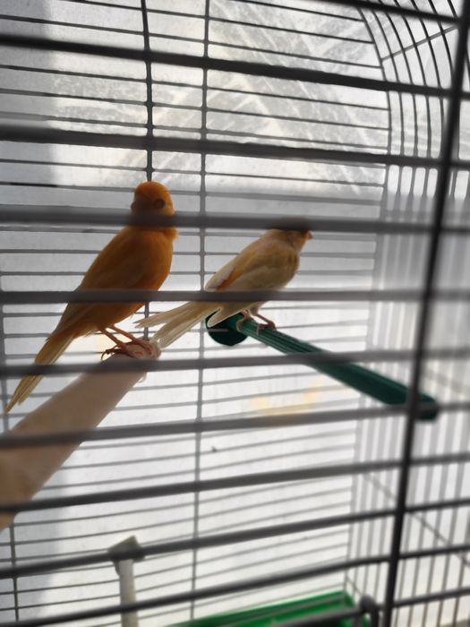 Племенная пара  канареек