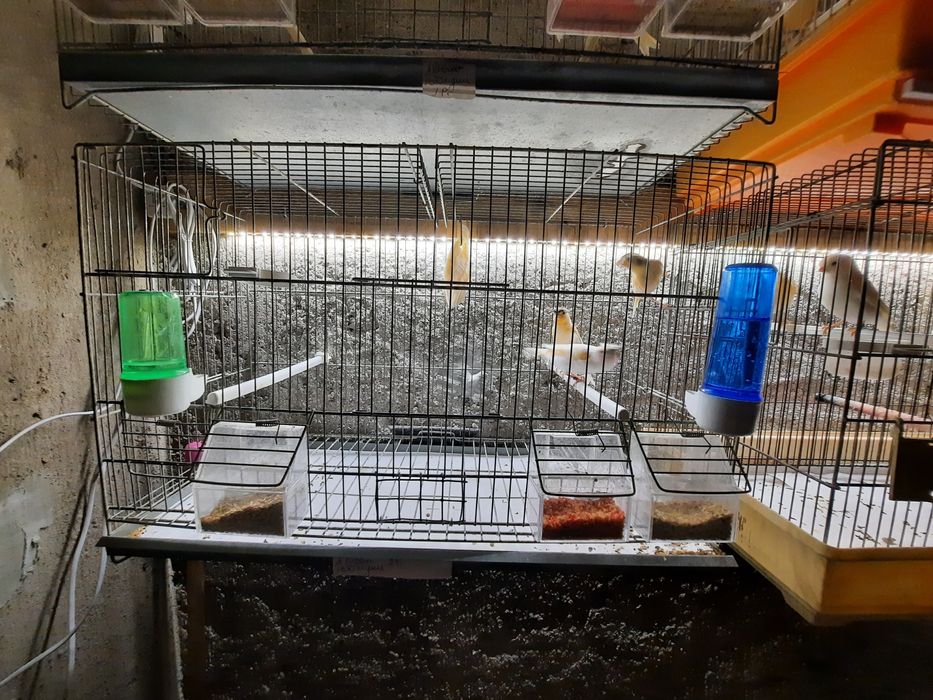 Canários para venda