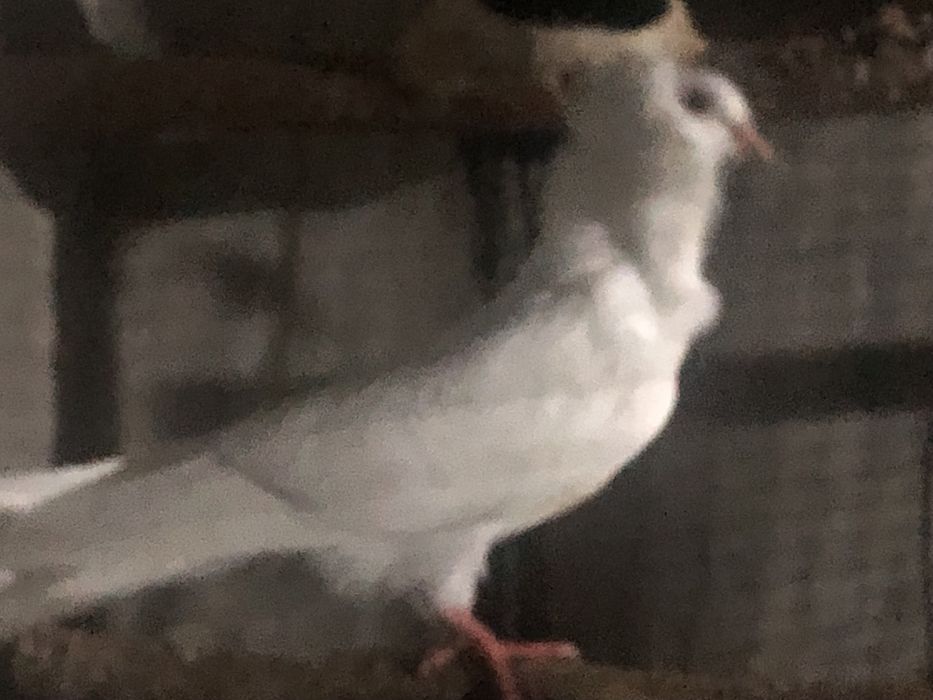 Pombos de ornamentacao