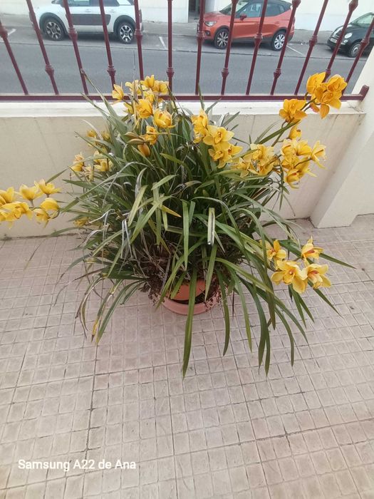Orquídea em tom de amarelo