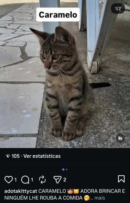 Gatinhos para adoção responsável