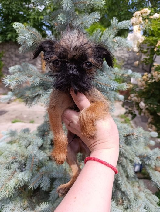 Брюсельский Гриффон.Міні.Хлопчик.Griffon.