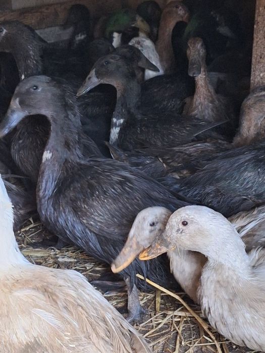 Kaczki do uboju lub dalszej hodowli