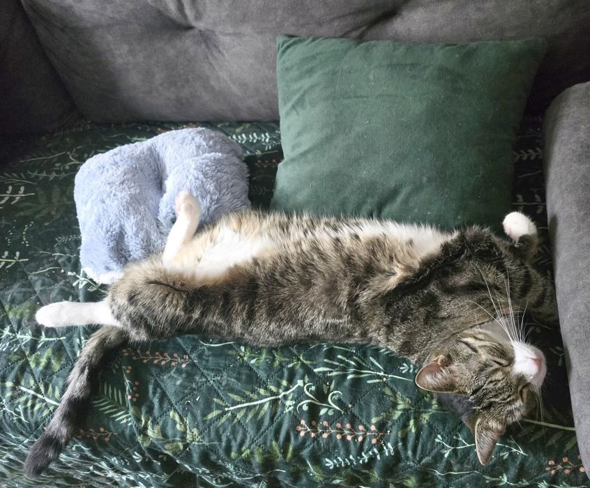 Young Leosia szuka domku na stałe!