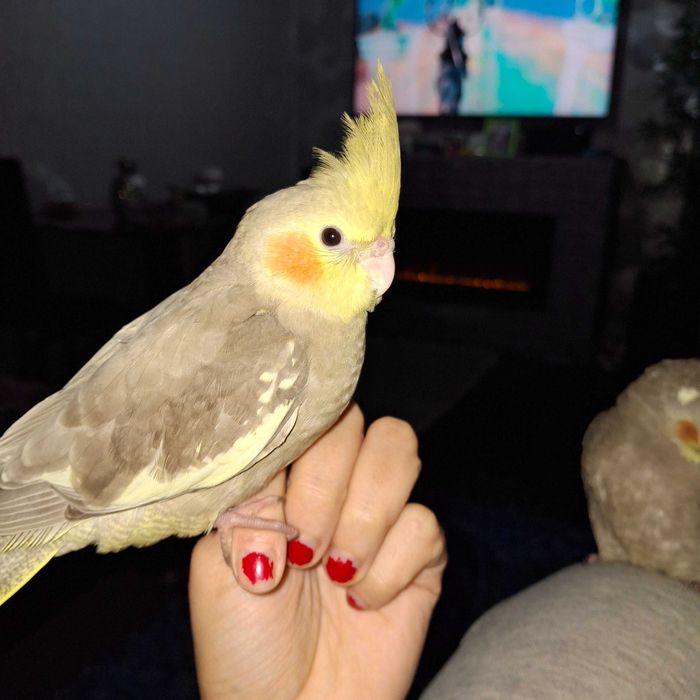 Caturra criado a mao canela muito manso