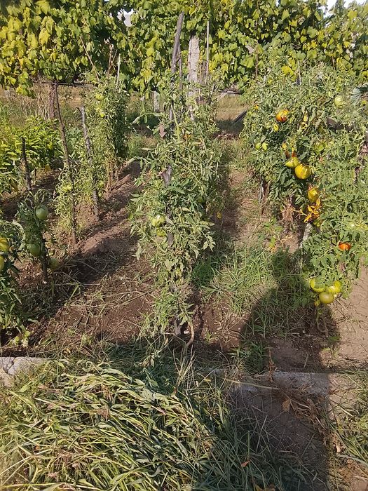 Vende se tomates