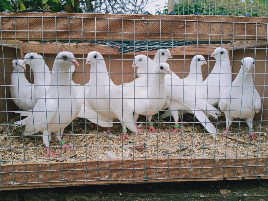 Gołębie ozdobne, czaple.