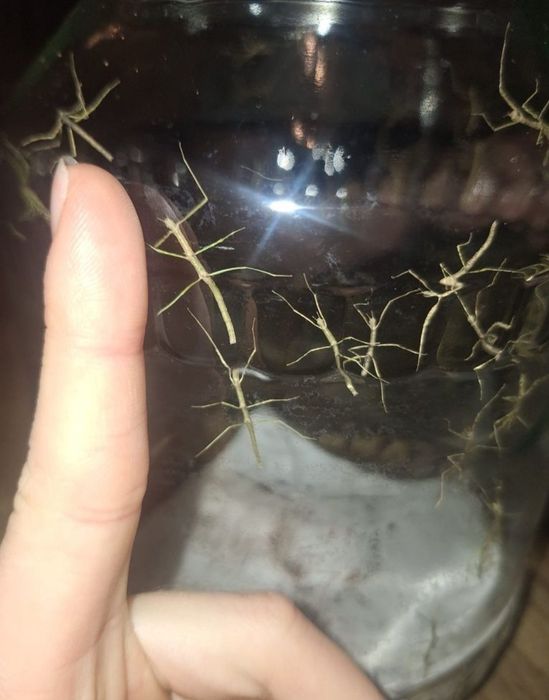 Patyczaki małe 3sztuki
