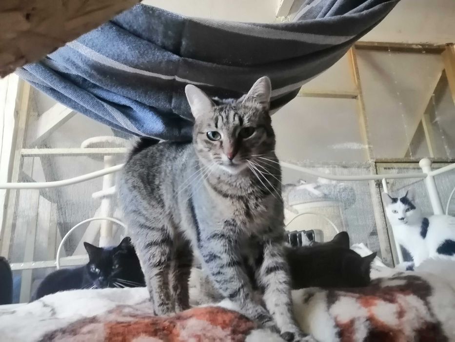 Aniołeczek  kastratka 1 roczna