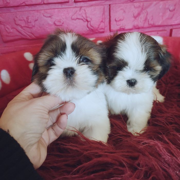 Śliczny* *PIESEK * rasy Shih Tzu .  Hod. domowa.
