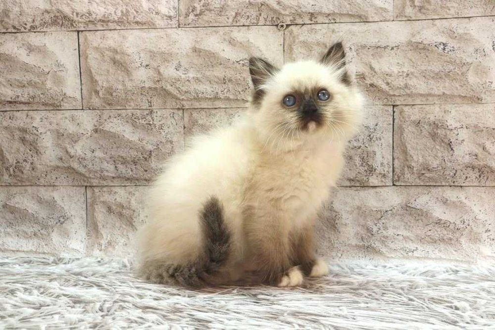 Красивий та ласкавий котик- РЕГДОЛЛ//Ragdoll