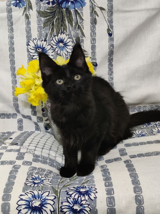 Мейн Кун девочка