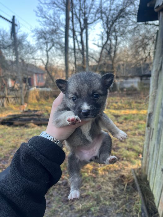 Щеня у добрі руки