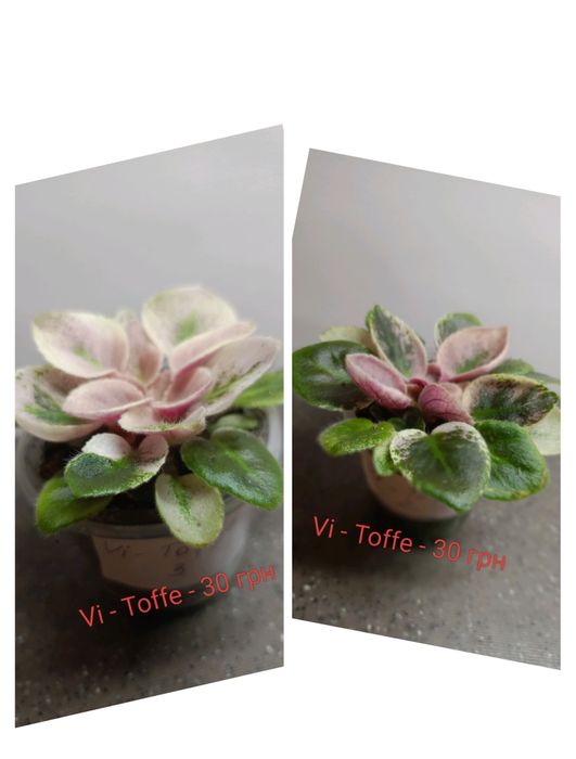 Міні фіалки продаж