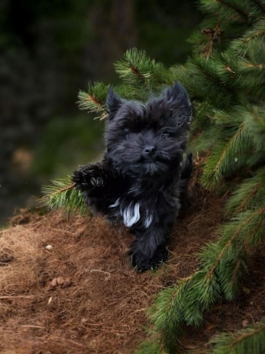**FENOMENALNY** chłopczyk black Yorkshire Terrier