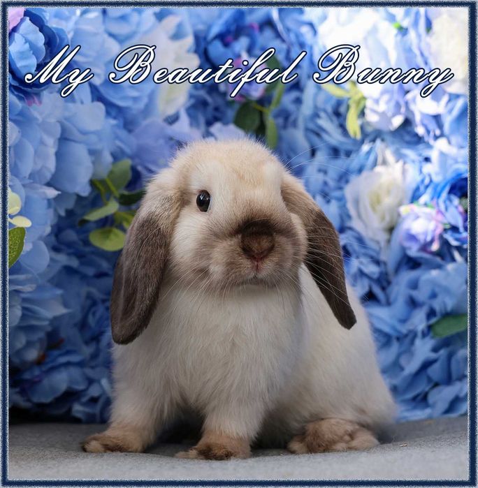 Piekny Królik Mini Lop - Seal Point