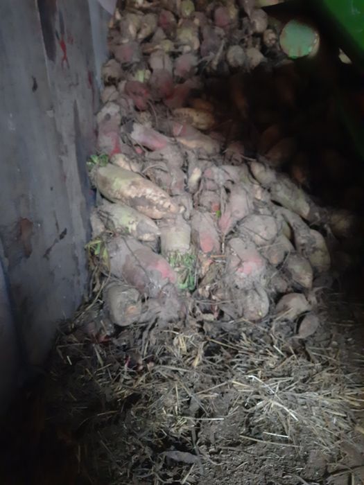 Buraki pastewne cyklopy białe i czerwone