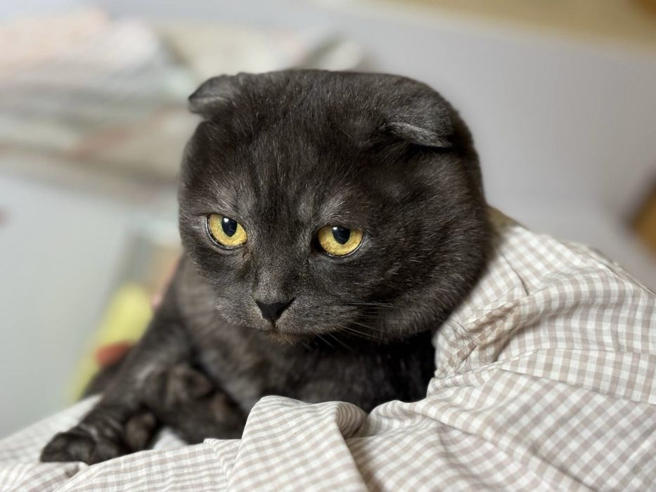 Шоландець в’язка кіт