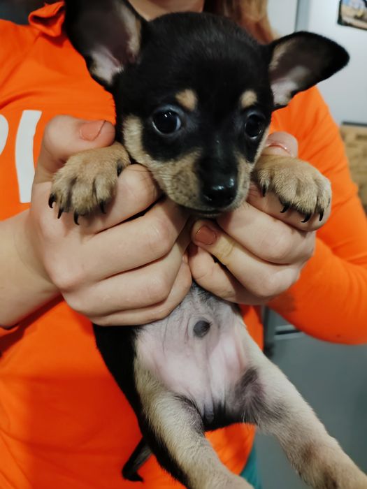 Той тер'єр собаки