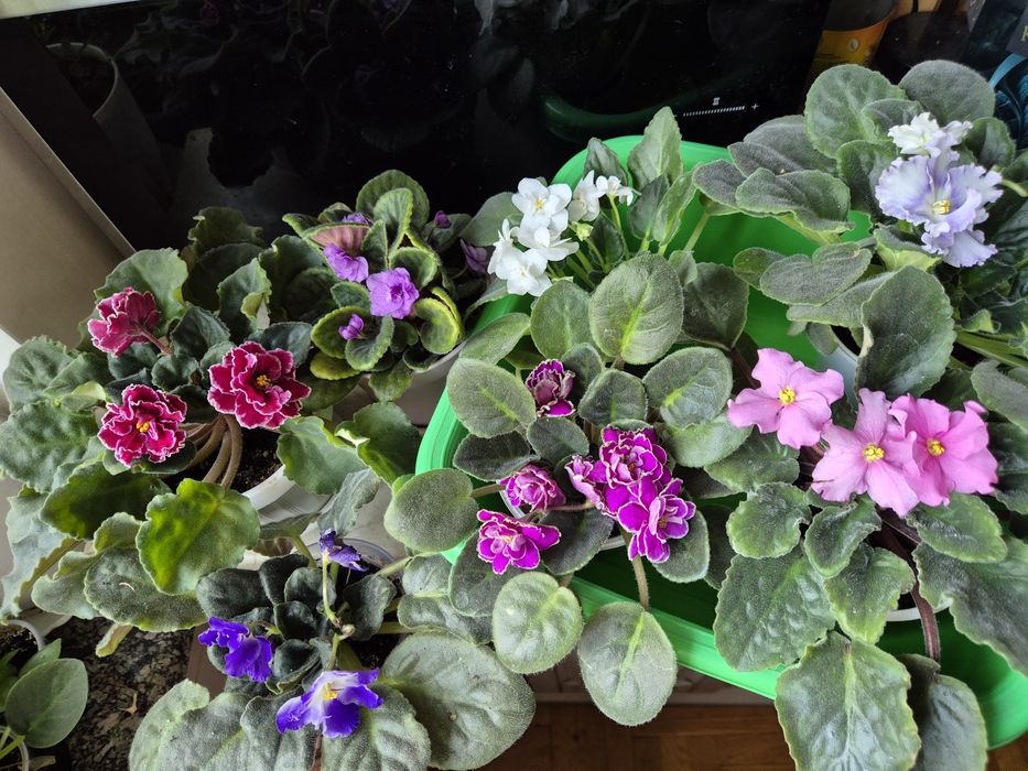 Фіалки махові та звичайні