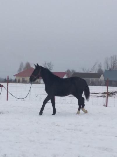Sprzedam klacz śląską