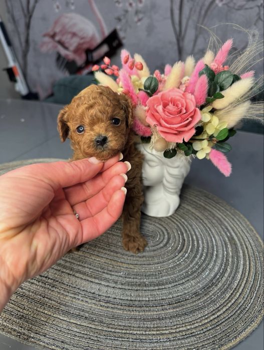 Мальчик той пудель ред браун red brown КСУ