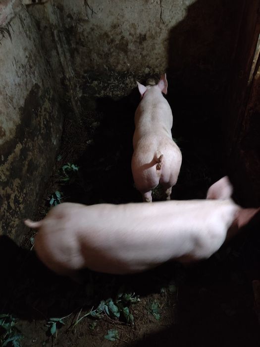 Porcas pietran tenho vários tamanhos