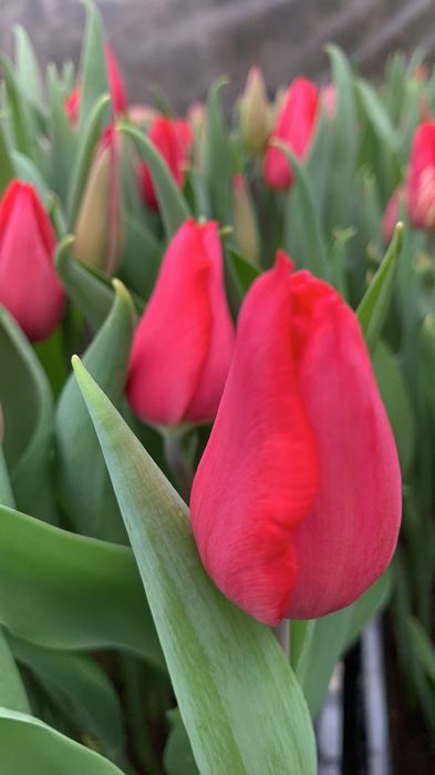 Продам луковицы галанского тюльпана