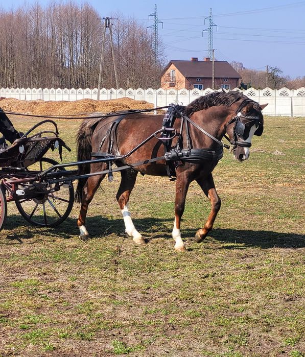 Koń bryczka szor kucyk