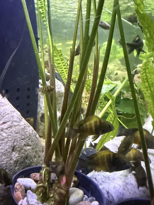 Tropheus Black Bemba