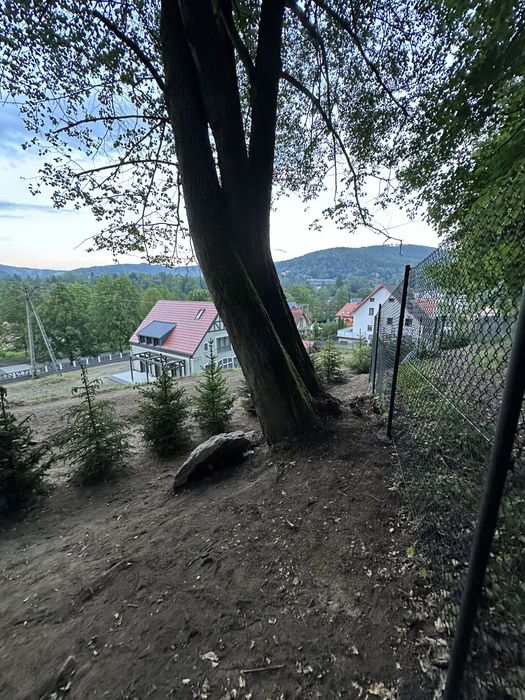 Świerk srebrny sadzenie żywopłot ogrodzenie transport