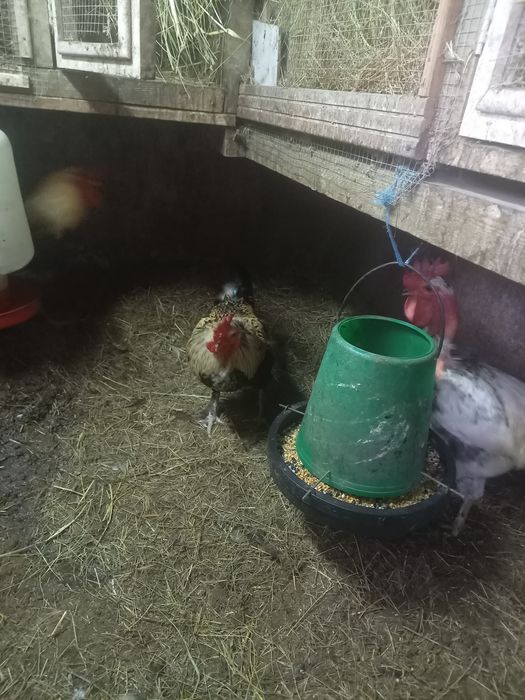 Galinhas e galos para mudar