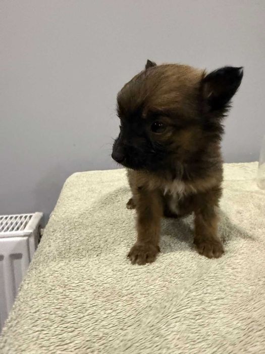 Малюки шукають дім