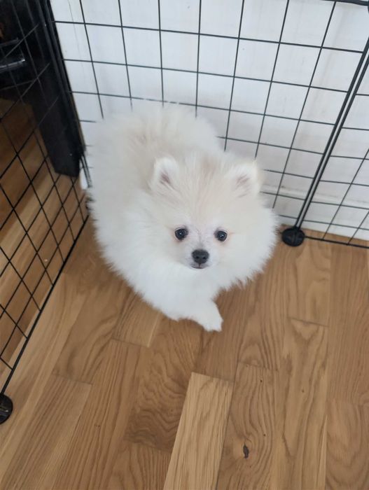 Szpic Miniaturowy, Pomeranian