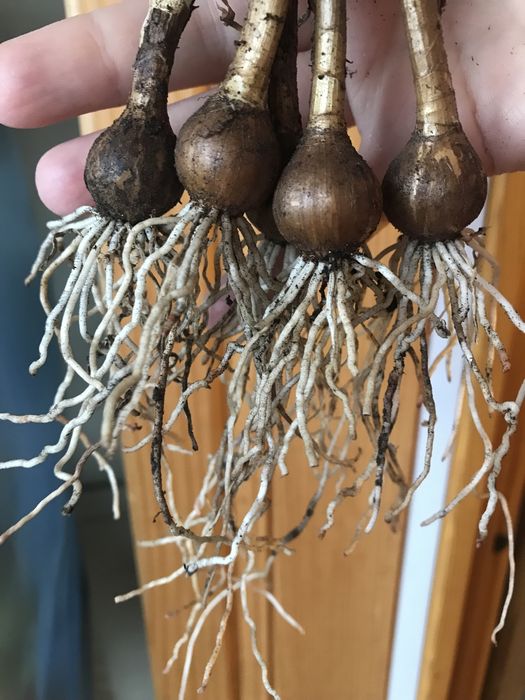 Зефирантес белый выскочка