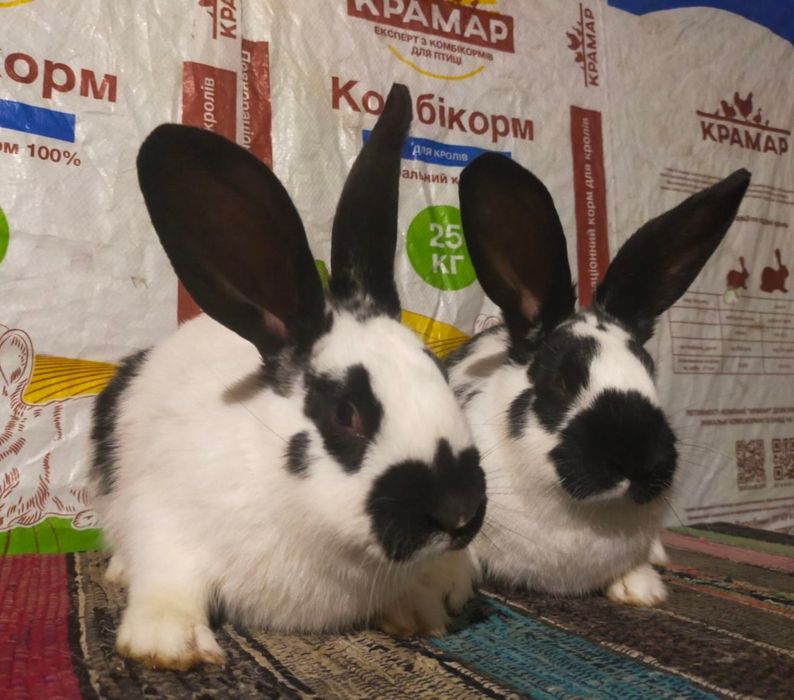 Кролі . Молоді кролиці Німецького строкача вік 4,5 міс.
