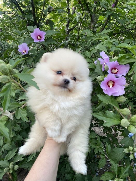 Срочно!Продам цуценят шпиця