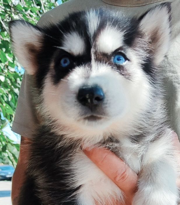 Хаскі !  Бомбезні !