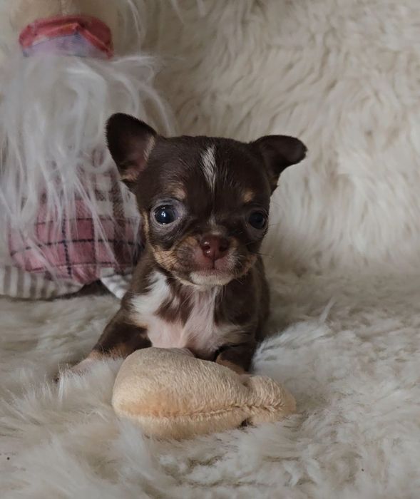 Chihuahua dziewczynka xxs