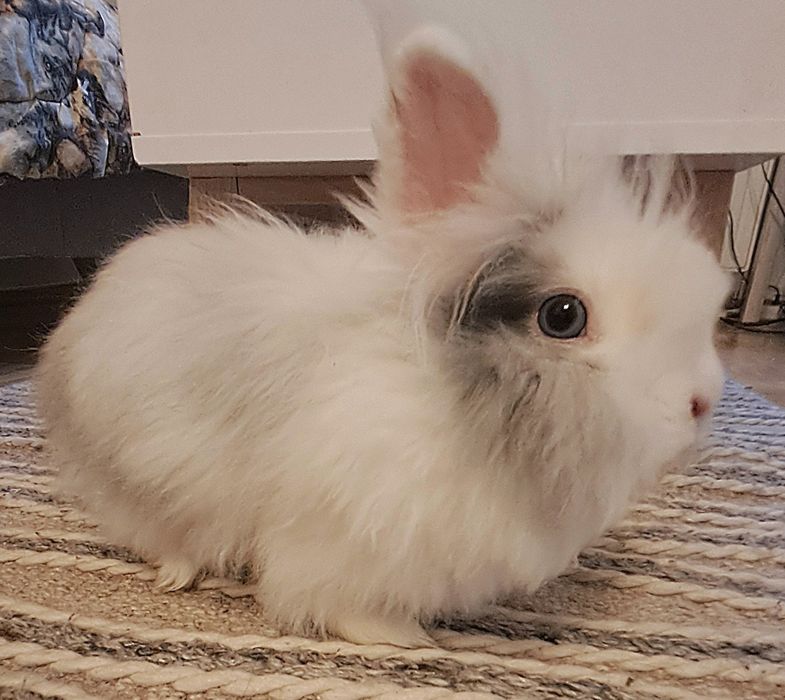Króliczek  Angora miniaturka