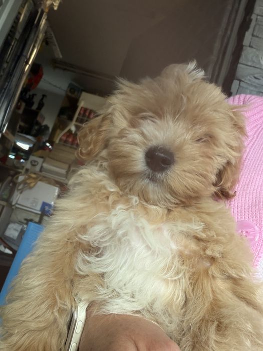 Rodowodowy piesek maltipoo