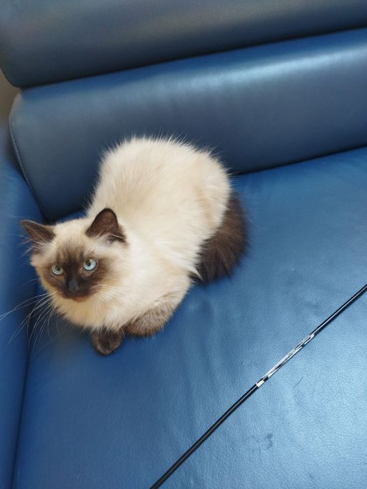 Śliczny kocurek Ragdoll FPL